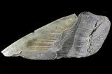 Partial Fossil Megalodon Tooth - Serrated Blade #82842-1